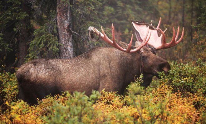 Nose Bots in Alaska's Species, Alaska Department of Fish and Game